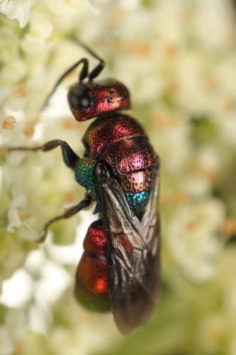 Holopyga sp.